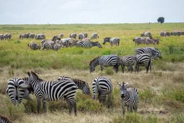 Simiyu is an administrative region of Tanzania. It was created in March 2012, being until then part of the Shinyanga Region. Its capital is the city of Bariadi.