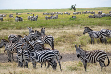 Naklejka premium Simiyu is an administrative region of Tanzania. It was created in March 2012, being until then part of the Shinyanga Region. Its capital is the city of Bariadi.