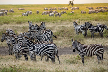 Simiyu is an administrative region of Tanzania. It was created in March 2012, being until then part of the Shinyanga Region. Its capital is the city of Bariadi.