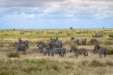 Simiyu is an administrative region of Tanzania. It was created in March 2012, being until then part...