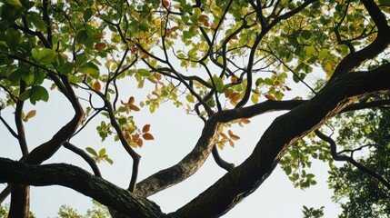Fototapeta premium A tree with branches intertwining and different leaves, Illustrating the interconnectedness and diversity in nature, minimalist composition