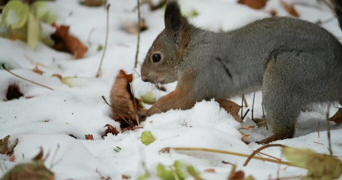 Close-up of red squirrel digging into snow-covered ground searching for food, highlighting natural wildlife behavior in wintertime