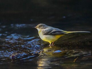 Grey wagtail stands gracefully on a shimmering water surface