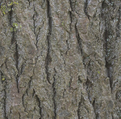 Beautiful close-up of the bark of populus laurifolia