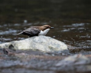 Dipper bird perched on a rock in a flowing river, showcasing its natural habitat and behavior