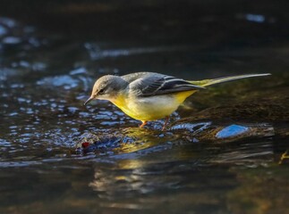 Grey wagtail perched on a rock in a serene stream, showcasing its vibrant yellow underbelly