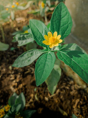 Small yellow flower blooming in garden with green leaves