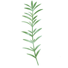 水彩風　ローズマリーのイラスト