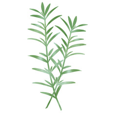 水彩風　２本のローズマリーのイラスト