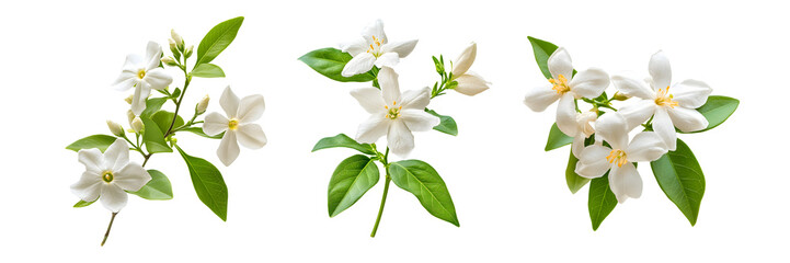 Obraz premium Set of white flowers and green leaf isolated on white