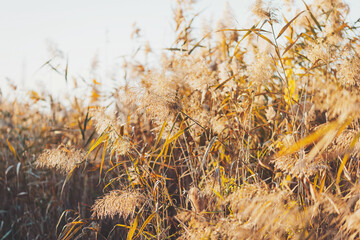 Golden spiked reeds sway in the wind with a blurred, nature-filled background. windy essence of...