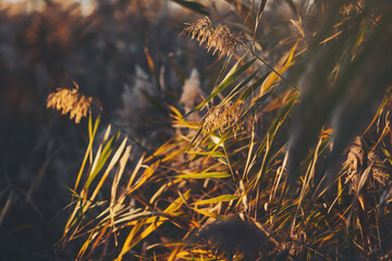 Golden spiked reeds sway in the wind with a blurred, nature-filled background. windy essence of autumn. Pampas Grass with a Bright Autumn Sky.