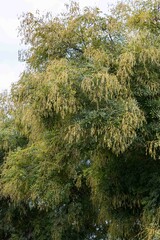 a tree in the garden