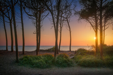 Stone pine trees, beach and sea at sunset in Marina di Cecina, Tuscany, Italy