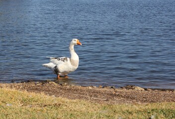 Wild Goose Near Lake Tyler Marina in Rural East Texas