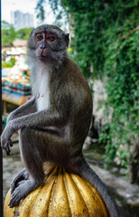 Close-up view on one sitting macaque in Batu Caves in Malaysia