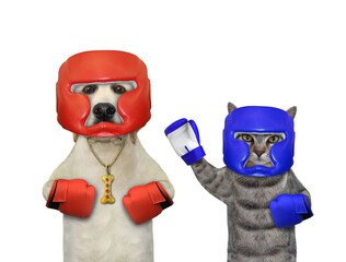 Dog labrador and gray cat in boxing uniform