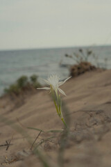 Flower on the beach