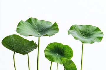 green plant leaf  isolated on white background