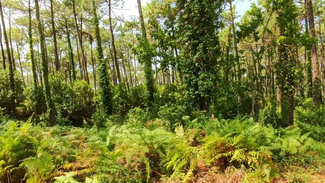 Lichtspiel im sonnigen gr&uuml;nen Kiefernwald, B&auml;ume, Pflanzen, Wald, Forst, Landschaft, Pflanzen