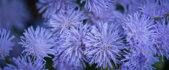 FLOWERS - Decorative flowering plants on the garden