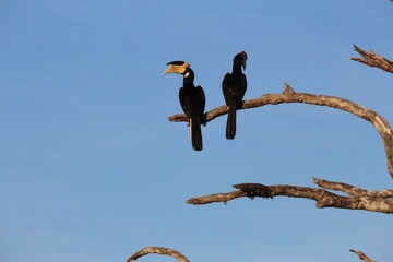 Tropical Birds © peter_qn