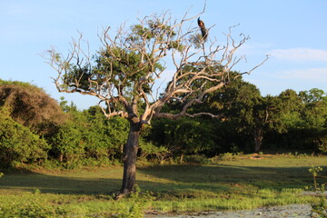Tropical Birds