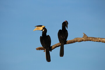 Tropical Birds © peter_qn