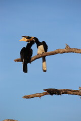 Tropical Birds © peter_qn
