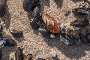 SHELLS - A small seashells on the sand of sea beach