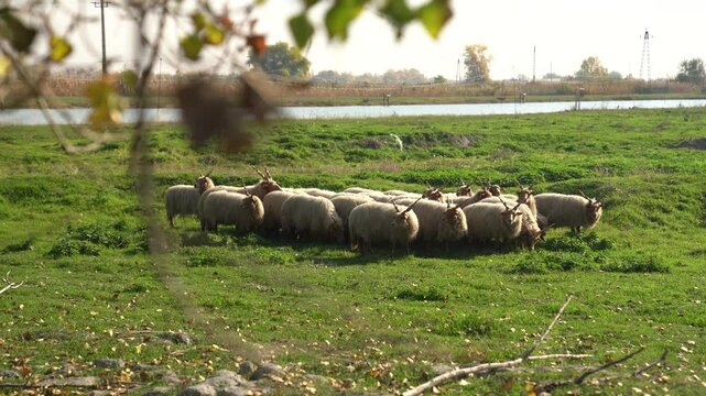Hungarian Racka Sheep Grazing in Open Pasture on a sunny summer morning