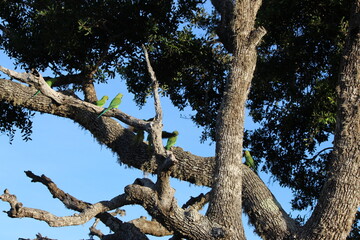 Tropical Birds