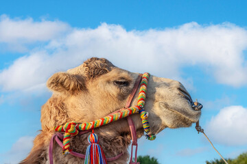 Close up portrait of a camels head wearing a brightly colored bridle against blue sky at sahara