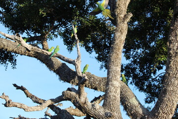 Tropical Birds © peter_qn