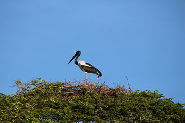 Tropical Birds © peter_qn