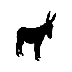 Donkey Illustration
