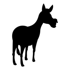 Donkey Illustration
