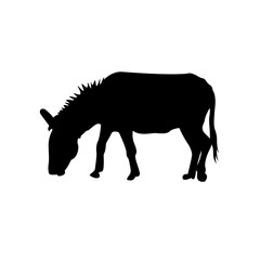 Donkey Illustration
