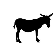 Donkey Illustration
