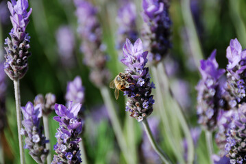 Lavanda en el Campo de los Pastores en Belén, Palestina