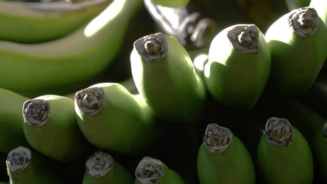 From plantation tree to farming stand, sweetest fruit goodness in the land