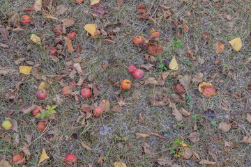 Fallen apples in nature in dry grass