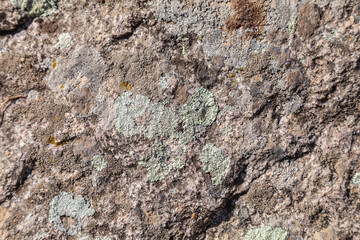 Lichens cover granite rocks in nature
