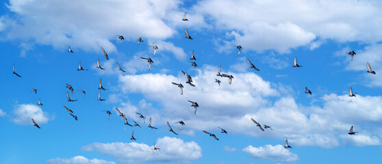 A flock of birds against a clear blue sky conveys a sense of freedom and movement.