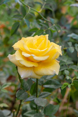 Close-up of big yellow rose blooming in the garden with dark background. Free space for text and ideas.