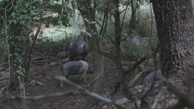 Cinta Senese pigs serene movement in tranquil woodland, tuscany traditional wood