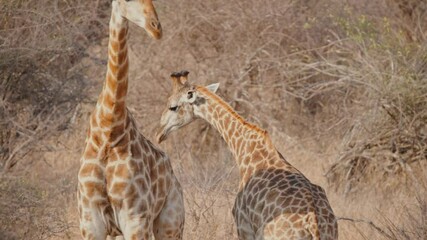 Giraffes in Kruger Park swing necks in competitive behavior, showing unique social interaction