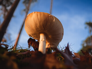 Mushroom growing in a bed of autumn leaves