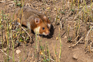 Ein europäischer Feldhamster läuft in einem Stoppelfeld in der Seitenansicht