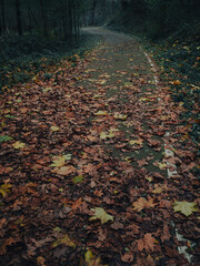 Forest path covered in fallen leaves